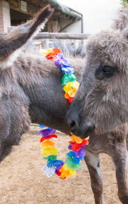 Le due asinelle, Lola e Nine al loro arrivo al Museo 