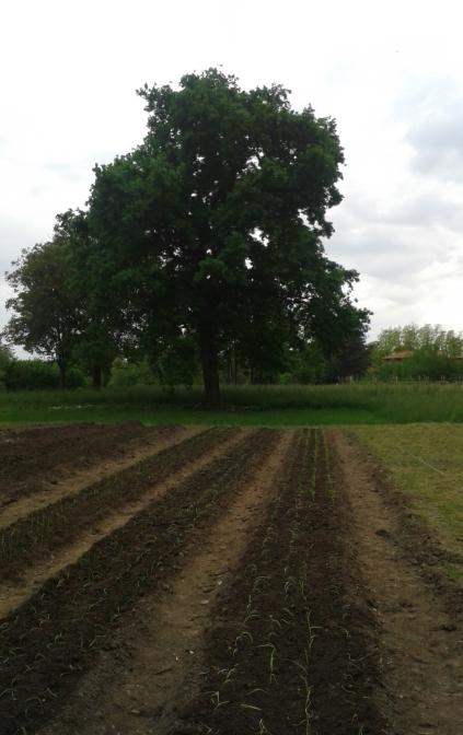 Campo di Cipolla con Quercia