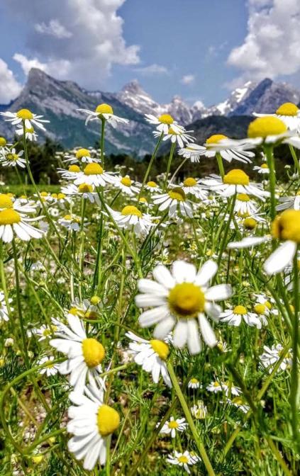 Saliet Agricoltura biologica nel Parco Naturale delle Dolomiti Friulane
