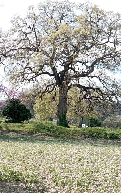 Quercia monumentale