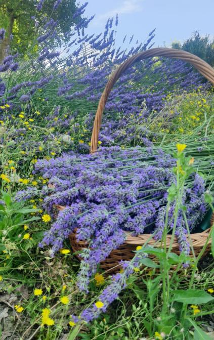 Fiori di lavanda