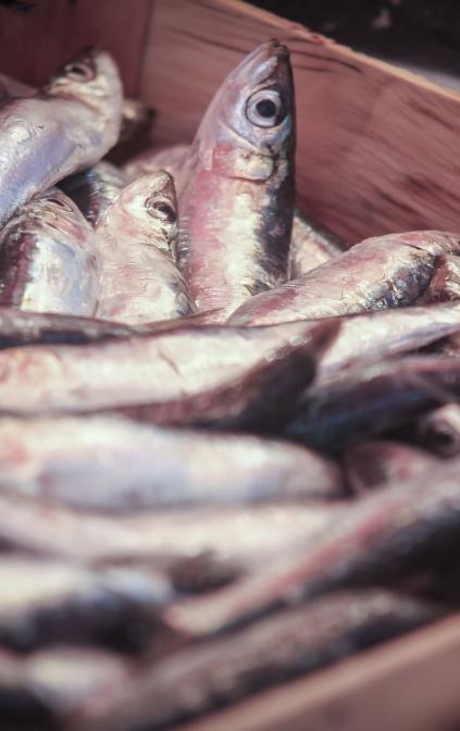 Sarde Pescate a Selinunte 